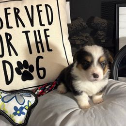 Buffy - Black and white female American Corgi puppy in Paradise, Texas from Bar S Corgis