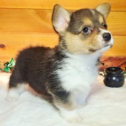 Orion - Black and tan male American Corgi puppy in Gouverneur, New York from St. Lawrence Corgis