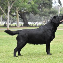 Paris - Labrador Retriever