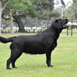 Paris - Labrador Retriever