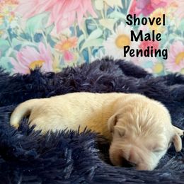 Shovel - Light golden Golden Retriever puppy in Plymouth, Massachusetts from Mayflower Goldens