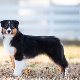 Rose - Black tri female Miniature American Shepherd puppy in Fredericksburg, Virginia from Battlefield Australian Shepherds and Miniature American Shepherds