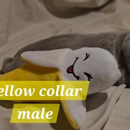 Boy 2 - Gray male Weimaraner puppy in Frostproof, Florida from Waggin' Weims