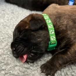 Tracker - Chestnut brindle male Cane Corso puppy in Cameron Park, California from Lionheart Cane Corso
