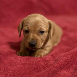 Akc girl 1 - Cream female Dachshund puppy in Yuma, Arizona from M's puppy love