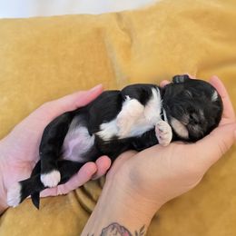 Dixie - Black female Havapoo puppy in Sheridan, Wyoming from Little Wyo Doodles