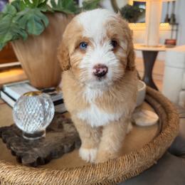 Black Boy - Red male Bernedoodle puppy in Modesto, California from Two Doods Doodles