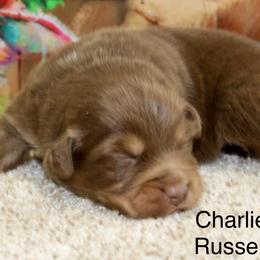 Charlie Russell - Red tri male Miniature Australian Shepherd puppy in Ronan, Montana from Dirt Road Aussie’s of Montana