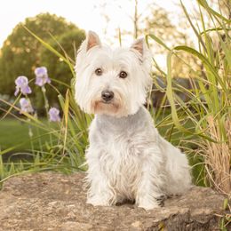 Scout - West Highland White Terrier