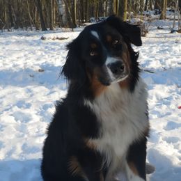 August - Australian Shepherd