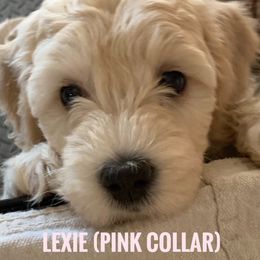 Goldendoodle Puppies from Melodies Daytona Doodles