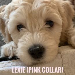 Goldendoodle Puppies from Melodies Daytona Doodles