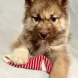 Dobby - Red and white male Siberian Husky puppy in Mechanicsville, Virginia from Shinko Siberians