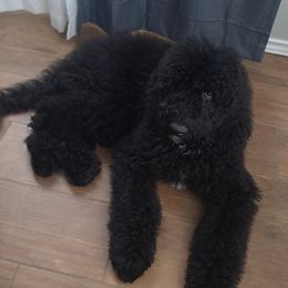 Australian Labradoodle and Labradoodle All Grown Up from Multigenerational Labradoodles of Central TX