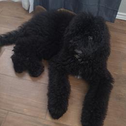 Australian Labradoodle and Labradoodle All Grown Up from Multigenerational Labradoodles of Central TX