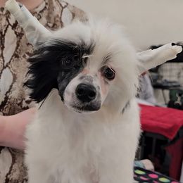 Munch (B7) - White and black male Chinese Crested puppy in Little Rock, Arkansas from Fabulis Toys (Chinese Crested, Papillons, Chihuahuas)