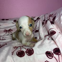 Miley - Piebald female Dachshund puppy in Lake City, Florida from My Ditzy Doxies of Florida