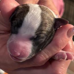 Girl 3 - female Whippet puppy in Brooksville, Florida from Phasion Whippets Kimberly & Paul Norton Sr.