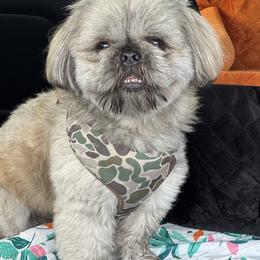 Bizz - Shih Tzu