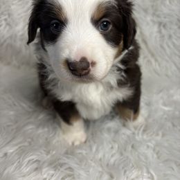 Snow White - Red tri female Miniature Australian Shepherd puppy in Quincy, Illinois from SK Aussie’s