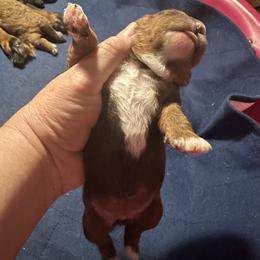 Girl 1 - Sable female Cavapoo puppy in Southside, West Virginia from Double Diamond Cavapoos