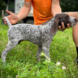 Boy 5 - Liver and white male German Wirehaired Pointer puppy in Potosi, Wisconsin from Point and Flush Gun Dogs