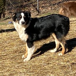 Storm - Miniature Australian Shepherd