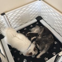 Pomsky Puppies from Bluepomski Puppies & Stud Services Of South West Florida