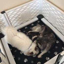 Pomsky Puppies from Bluepomski Puppies & Stud Services Of South West Florida