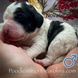 Nova - Parti male Poodle puppy in Greenville, North Carolina from Grace Poodles