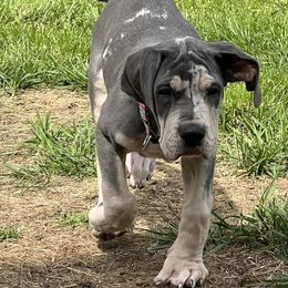 Great Dane Puppies from BkB’s House of Danes