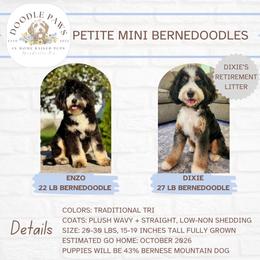 Bernedoodle puppies from Doodle Paws Pups