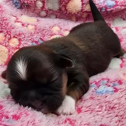 Lydia Girl 3 - Tricolor female Shih Tzu puppy in Oakville, Washington from Garrard Creek Shih Tzus