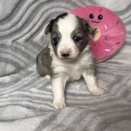 Miniature Australian Shepherd and Toy Australian Shepherd Puppies from Cherry Grove Kennel
