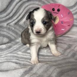 Miniature Australian Shepherd and Toy Australian Shepherd Puppies from Cherry Grove Kennel
