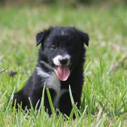 Ghost - Black and white male Border Collie puppy in Kountze, Texas from Bridges Border Collies