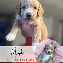 Spot 6 - MAPLE - Red  female Goldendoodle puppy in Watertown, New York from True Friend Doodles