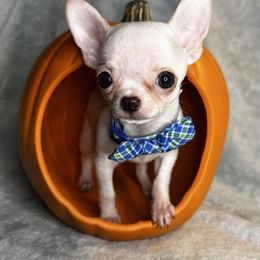 Casper - Cream and white male Chihuahua puppy in Niagara County, New York from Coolballow Chihuahuas