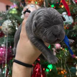 Donner - Gray male Cane Corso puppy in Utah from 3Lake Kennelz