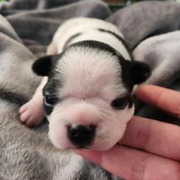 Girl 3 - female Boston Terrier puppy in Shreveport, Louisiana from Cristi's Port Bostons
