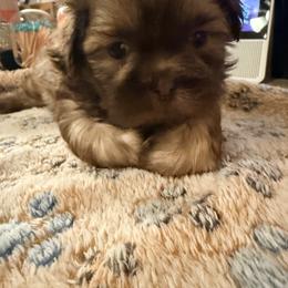 Shih Tzu Puppies from Wood Foo Breeders