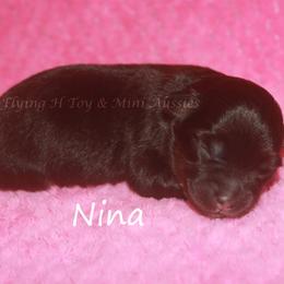 Nina - Black tri female Toy Australian Shepherd puppy in Godley, Texas from Flying H Toy and Mini Aussies