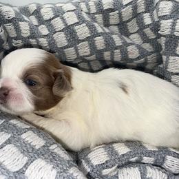 Parti Boy - Lilac male Shih Tzu puppy in Albany, New York from Precious Shihpoo’s and Luxurious Shih Tzu’s