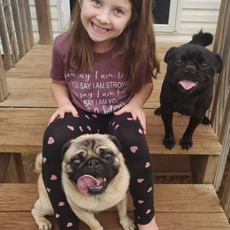 Jasper - Pug