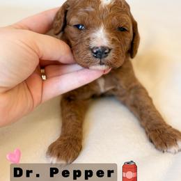 Dr. Pepper - Red  female Goldendoodle puppy in Central, Arizona from Cotton Lane Puppies