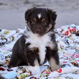 Girl 2 - female Miniature Australian Shepherd puppy in Wichita Falls, Texas from Shooting Stars Ranch Toy and Mini Aussies