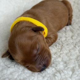 Girl 8 - Dark golden female Golden Retriever puppy in La Verne, California from 4LoveofGoldens