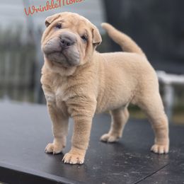 Meatball - Isabella dilute male Chinese Shar-Pei puppy in Salem, Ohio from WrinkleMonsters