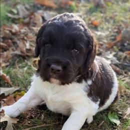 Ross - male Newfypoo puppy in South Haven, Minnesota from Hidden Haven Poodles and Doodles