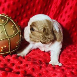 Lovegame - Blenheim female Cavalier King Charles Spaniel puppy in Temecula, California from McKenna Cavaliers in Southern California